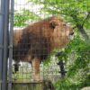 Lion in a Ishikawa Zoo (Photo: MathieuMD / Wikimedia Commons / CC BY-SA 4.0)