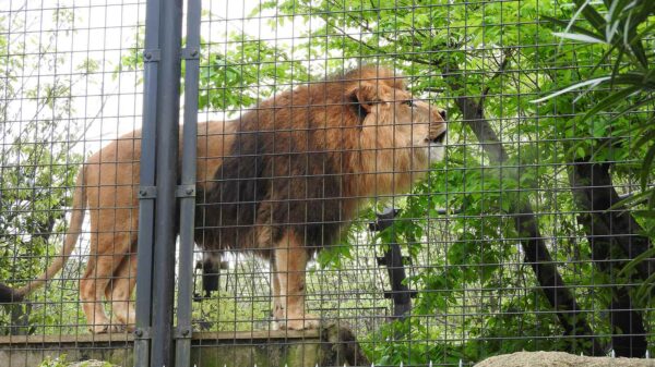 Lion in a Ishikawa Zoo (Photo: MathieuMD / Wikimedia Commons / CC BY-SA 4.0)