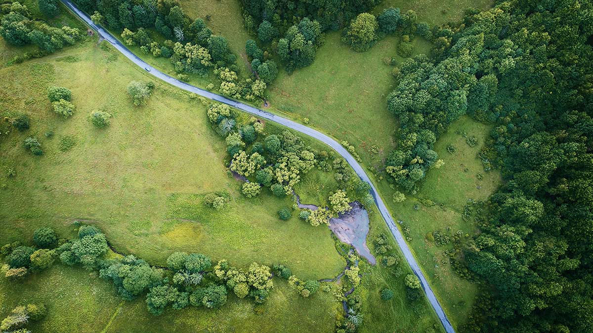 According to an IPCC analysis, planting trees can help keep global warming below 1.5 C. (Photo: Shutterstock)