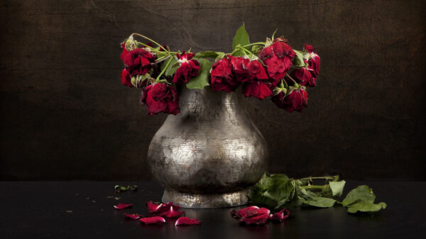 Roses (Photo: Shutterstock/madorf)