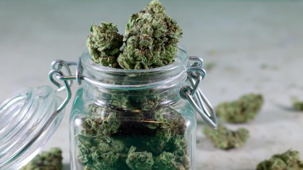 A glass jar full of cannabis in Canada