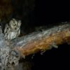 Scops owl at night in the forest