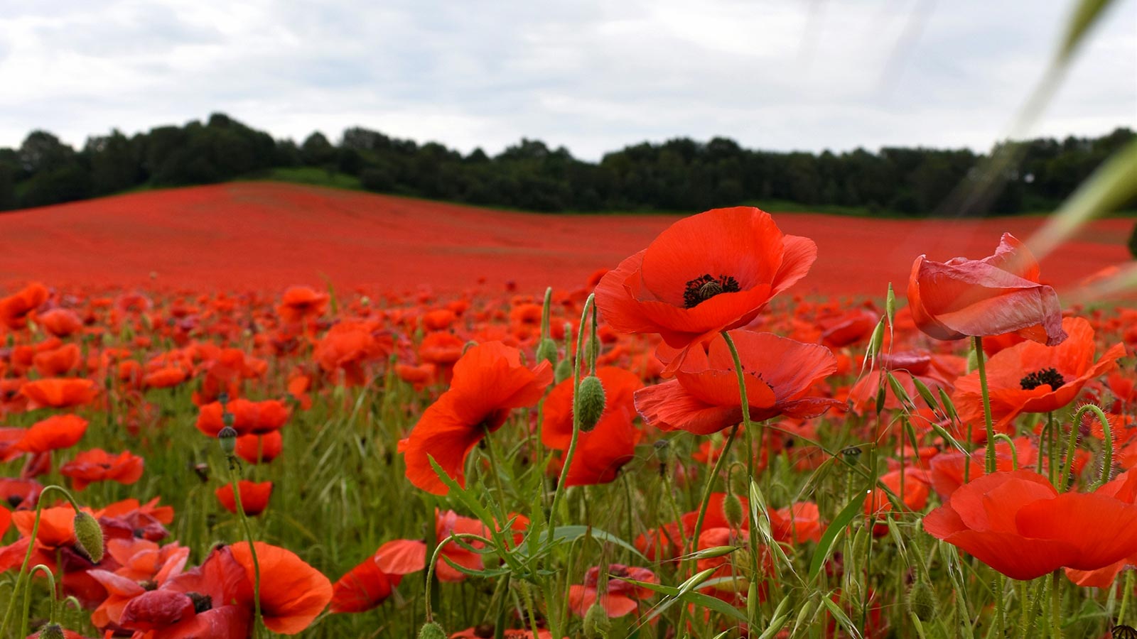 A field full of poppies