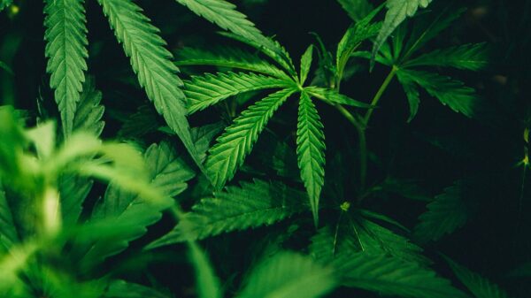 US marijuana legalization future highlighted by close-up of cannabis plant leaves.