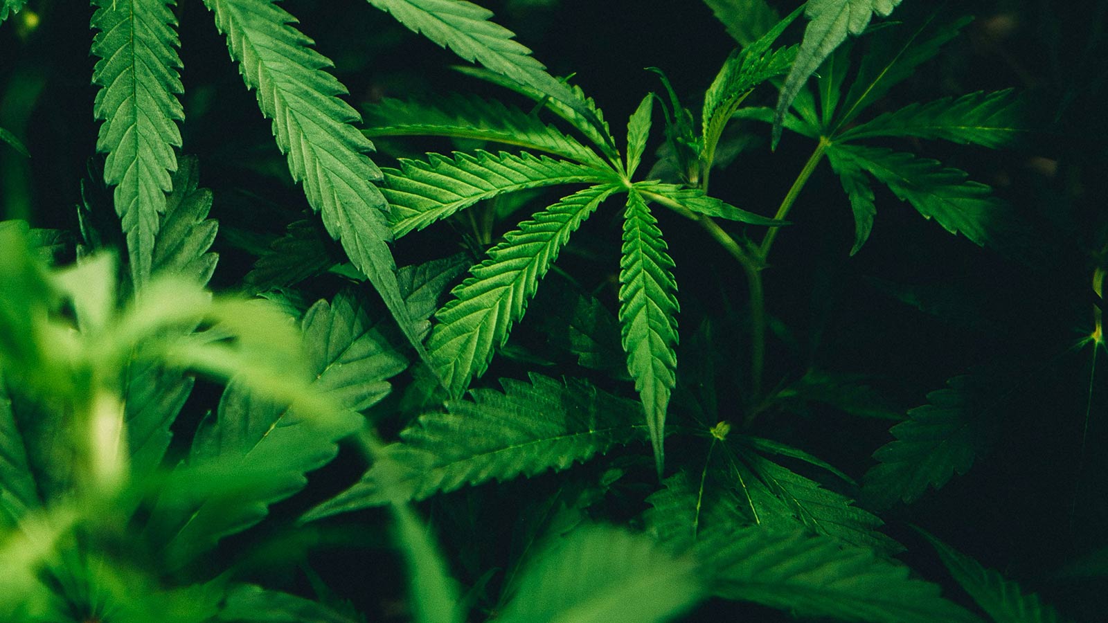 US marijuana legalization future highlighted by close-up of cannabis plant leaves.