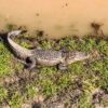 American alligator resting beside murky water, illustrating the racial history behind Alligator Alcatraz.