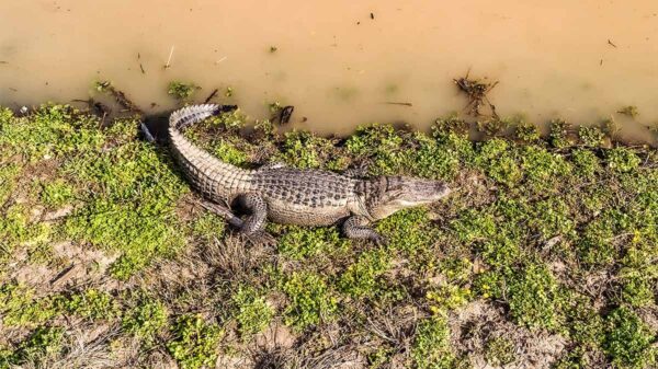 American alligator resting beside murky water, illustrating the racial history behind Alligator Alcatraz.
