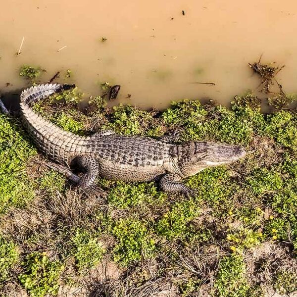 American alligator resting beside murky water, illustrating the racial history behind Alligator Alcatraz.