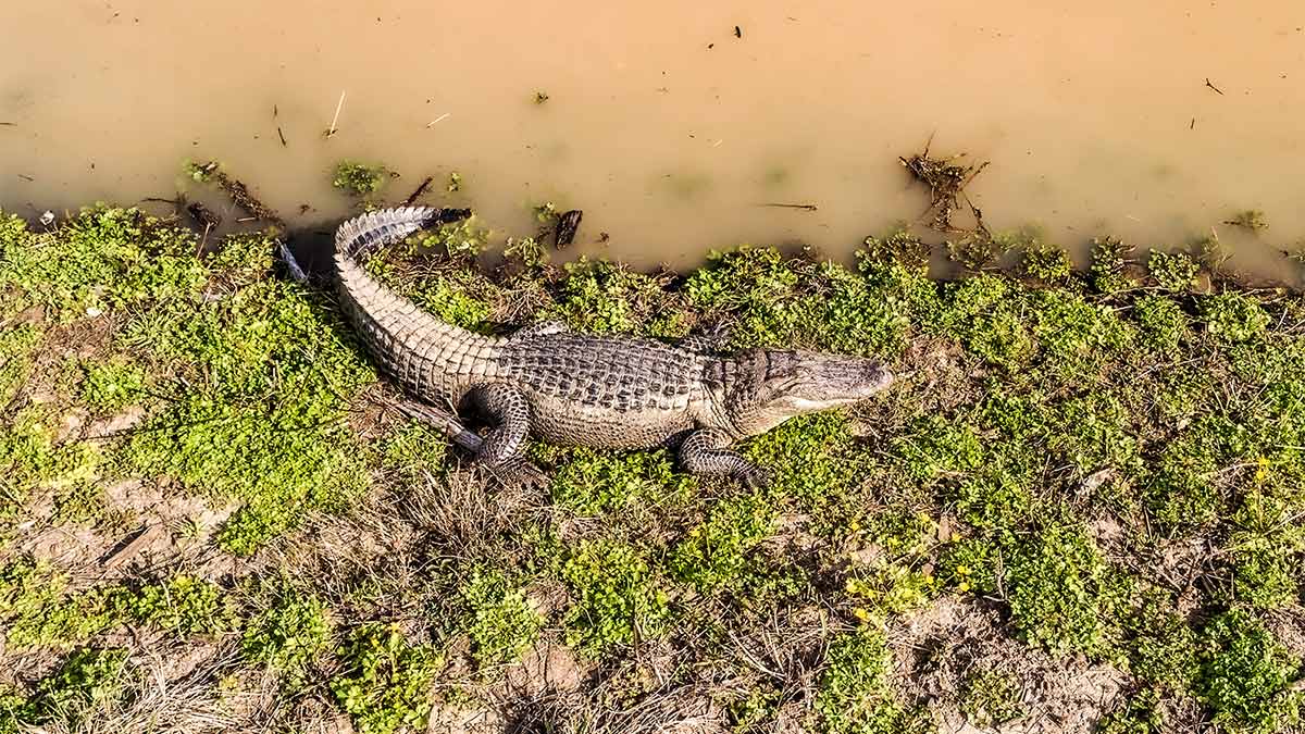 American alligator resting beside murky water, illustrating the racial history behind Alligator Alcatraz.